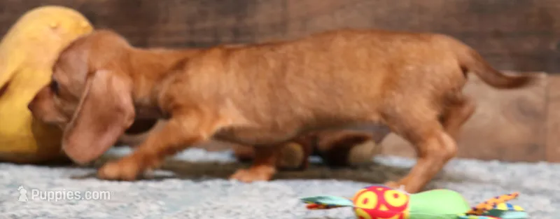 Bentley red wire – Miniature Dachshund puppy for sale in Crawford, CO