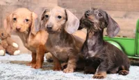 Bentley red wire, a male Miniature Dachshund for sale in Crawford, CO – Photo 3 of 4