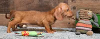 Bentley red wire, a male Miniature Dachshund for sale in Crawford, CO – Photo 4 of 4