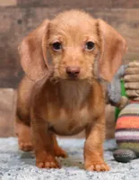 Bentley red wire, a male Miniature Dachshund for sale in Crawford, CO – Photo 2 of 4