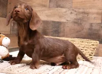 Wright chocolate wire , a male Miniature Dachshund for sale in Crawford, CO – 3 of 6