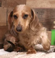 Barbie wire hair, a female Miniature Dachshund for sale in Crawford, CO – 1 of 10