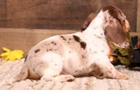 Odin choc/tan pied w/dapple smooth m, a male Miniature Dachshund for sale in Crawford, CO – 2 of 8