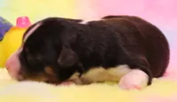 Rita black-tri, a female Toy Australian Shepherd for sale in Crawford, CO – 2 of 5