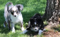 Sarge with tail, a male Toy Australian Shepherd for sale in Crawford, CO – 5 of 5