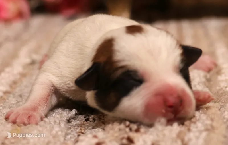 Smith is a shorty – Jack Russell Terrier puppy for sale in Crawford, CO
