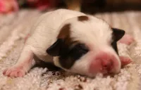 Smith is a shorty, a male Jack Russell Terrier for sale in Crawford, CO – 1 of 5