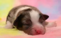 Reed blue merle, a female Toy Australian Shepherd for sale in Crawford, CO – 1 of 5