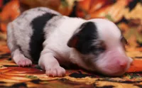 Cassie blue merle, a female Toy Australian Shepherd for sale in Crawford, CO – 2 of 4