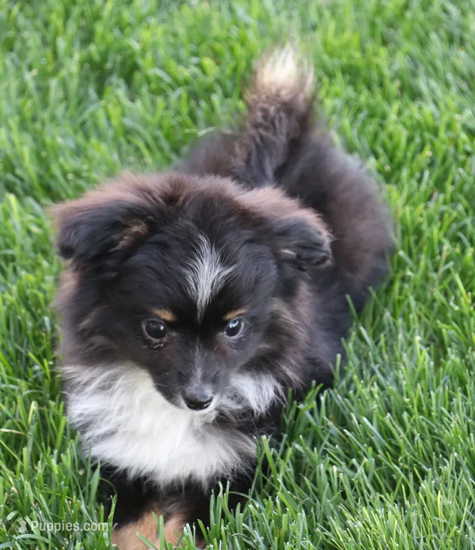 Genie black tri tailed f – Toy Australian Shepherd puppy for sale in Crawford, CO