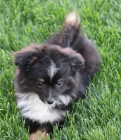 Genie black tri tailed f, a female Toy Australian Shepherd for sale in Crawford, CO – 1 of 7