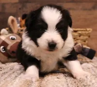 Carrie black-tri full white collar, a female Toy Australian Shepherd for sale in Crawford, CO – 3 of 5