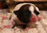 Sawyer is a shorty male, a male Jack Russell Terrier for sale in Crawford, CO – 2 of 5