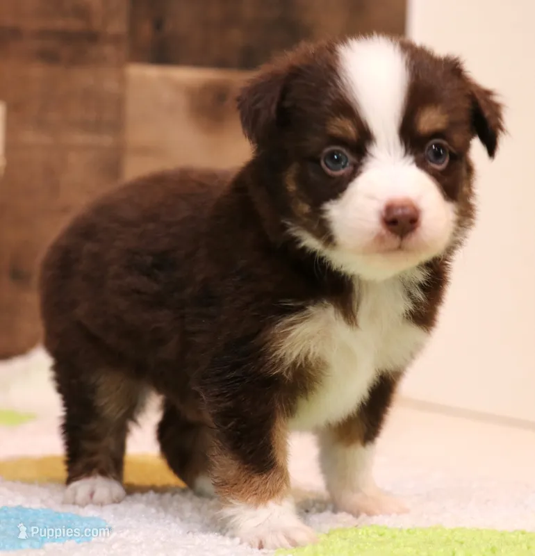 Coco – Toy Australian Shepherd puppy for sale in Crawford, CO