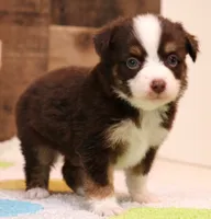 Coco, a female Toy Australian Shepherd for sale in Crawford, CO – 1 of 6