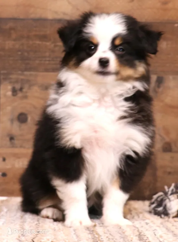 Tessa – Toy Australian Shepherd puppy for sale in Crawford, CO