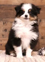 Tessa, a female Toy Australian Shepherd for sale in Crawford, CO – 1 of 9
