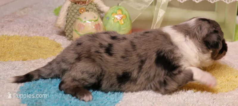 Shep blue merle with tail – Toy Australian Shepherd puppy for sale in Crawford, CO