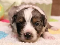 Shep blue merle with tail, a male Toy Australian Shepherd for sale in Crawford, CO – Photo 2 of 4