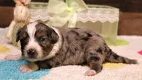 Shep blue merle with tail, a male Toy Australian Shepherd for sale in Crawford, CO – Photo 3 of 4