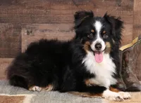 Shep blue merle with tail, a male Toy Australian Shepherd for sale in Crawford, CO – 5 of 7