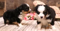 Twila, a female Toy Australian Shepherd for sale in Crawford, CO – 5 of 7