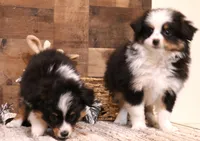 Tessa, a female Toy Australian Shepherd for sale in Crawford, CO – 2 of 9