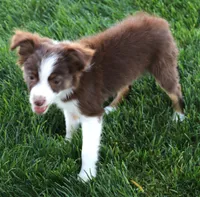 Flora red-tri, a female Toy Australian Shepherd for sale in Crawford, CO – 1 of 6