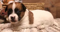 Sailor is a shorty, a female Jack Russell Terrier for sale in Crawford, CO – 6 of 10