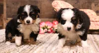 Tessa , a female Toy Australian Shepherd for sale in Crawford, CO – 3 of 9