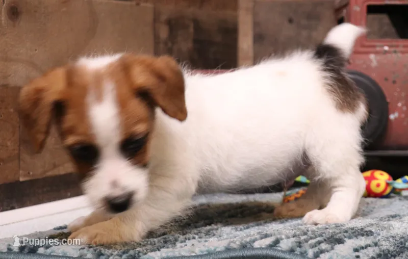 Willie is a shorty – Jack Russell Terrier puppy for sale in Crawford, CO