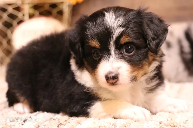 Rita black-tri – Toy Australian Shepherd puppy for sale in Crawford, CO