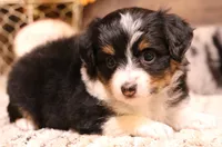 Rita black-tri, a female Toy Australian Shepherd for sale in Crawford, CO – 1 of 8