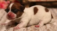 Seely is a shorty male, a male Jack Russell Terrier for sale in Crawford, CO – 2 of 5