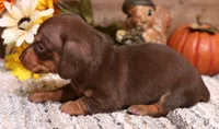 Buttercup choc/tan smooth female, a female Miniature Dachshund for sale in Crawford, CO – 4 of 7