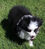 Tessa, a female Toy Australian Shepherd for sale in Crawford, CO – 5 of 9