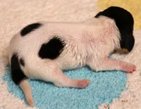 Peterson black/tan pied smooth m, a male Miniature Dachshund for sale in Crawford, CO – 2 of 5
