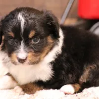 Rodeo, a male Toy Australian Shepherd for sale in Crawford, CO – Photo 2 of 5