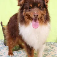 Rodeo, a male Toy Australian Shepherd for sale in Crawford, CO – Photo 4 of 5
