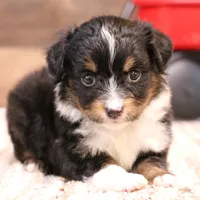 Rodeo, a male Toy Australian Shepherd for sale in Crawford, CO – Photo 1 of 5