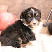 Rodeo, a male Toy Australian Shepherd for sale in Crawford, CO – Photo 3 of 5