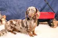 Boyd black/tan smooth male, a male Miniature Dachshund for sale in Crawford, CO – 2 of 6