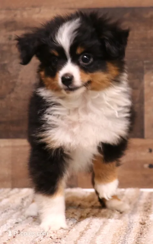 Twila – Toy Australian Shepherd puppy for sale in Crawford, CO