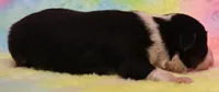 Lily black-tri Toy f, a female Toy Australian Shepherd for sale in Crawford, CO – 2 of 5