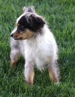 Fairy blue merle brown eyes, a female Toy Australian Shepherd for sale in Crawford, CO – 2 of 7