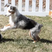Indie blue eyes, a male Toy Australian Shepherd for sale in Crawford, CO – Photo 9 of 10