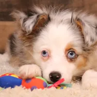 Indie blue eyes, a male Toy Australian Shepherd for sale in Crawford, CO – Photo 1 of 10