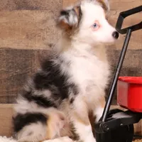 Indie blue eyes, a male Toy Australian Shepherd for sale in Crawford, CO – Photo 3 of 10