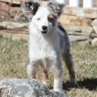 Indie blue eyes, a male Toy Australian Shepherd for sale in Crawford, CO – Photo 7 of 10