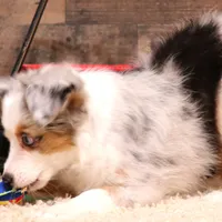 Indie blue eyes, a male Toy Australian Shepherd for sale in Crawford, CO – Photo 5 of 10